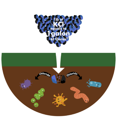 Infographic: 1 kg of potassium chloride is equivalent to the application of 8 liters of Clorox bleach in the soil 