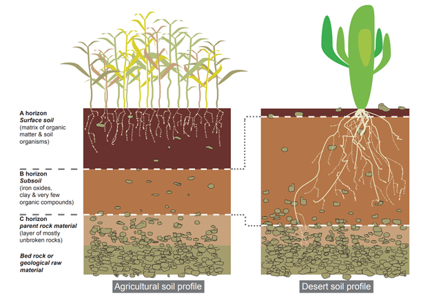 Sustainable Farming and its Relationship with Soil Biodiversity