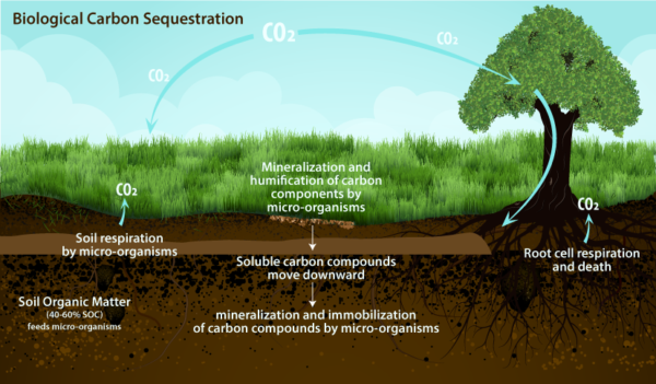 soil carbon sequestration