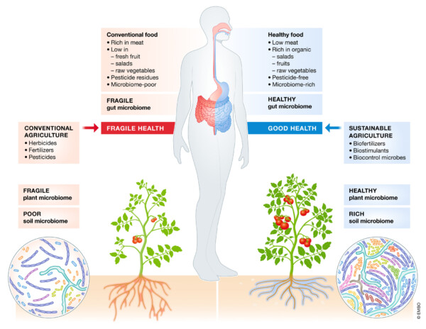 The direct and indirect effects of the plant microbiota on the human gut microbiome.