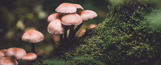 Benefits of Fungi for the Environment and Humans