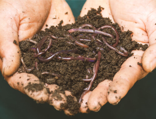 Benefits of vermicompost in agriculture and how it works
