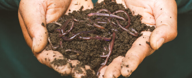 Benefits of vermicompost and how it works