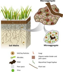 Scheme of soil organization in micro and macroaggregates.