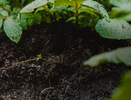 How soil biodiversity can change the food and agriculture industry