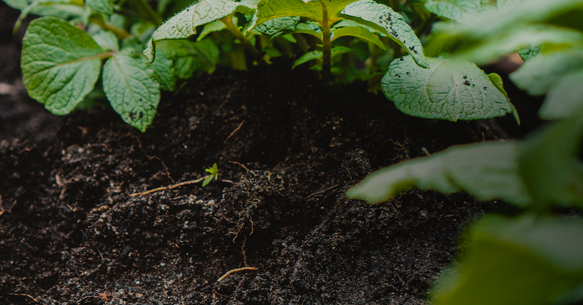 How soil biodiversity can change the food and agriculture industry - Chloride Free Foundation